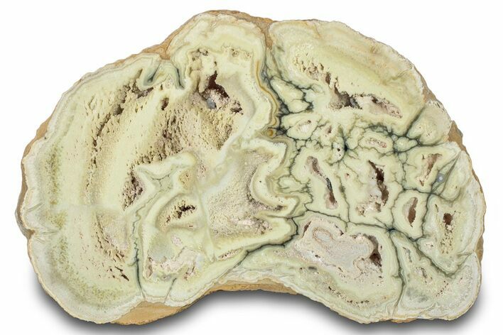 Polished Section Of Clay Canyon Variscite - Old Collection Stock #314771